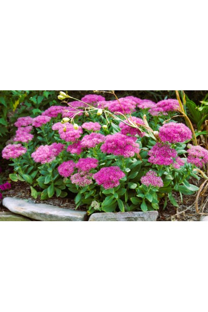 Очиток ‘Неон’ — эффектный многолетник с неоново-розовыми цветами